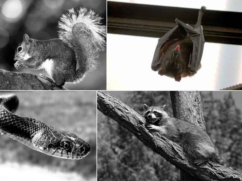 Wild Thingz Wildlife Removal