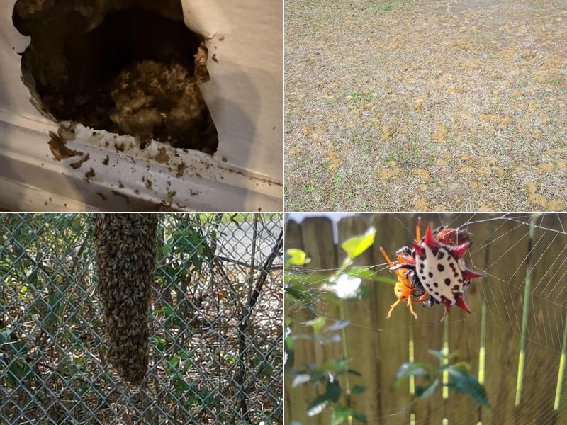 New Technology Pest Management Inc.