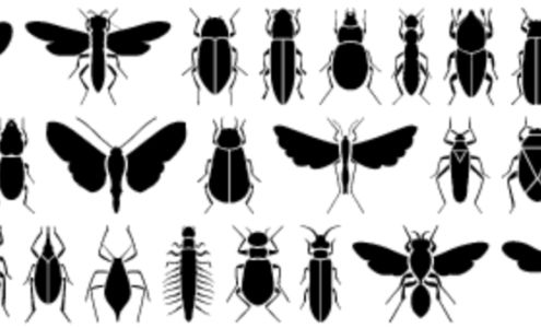 Rast Termite & Pest Control