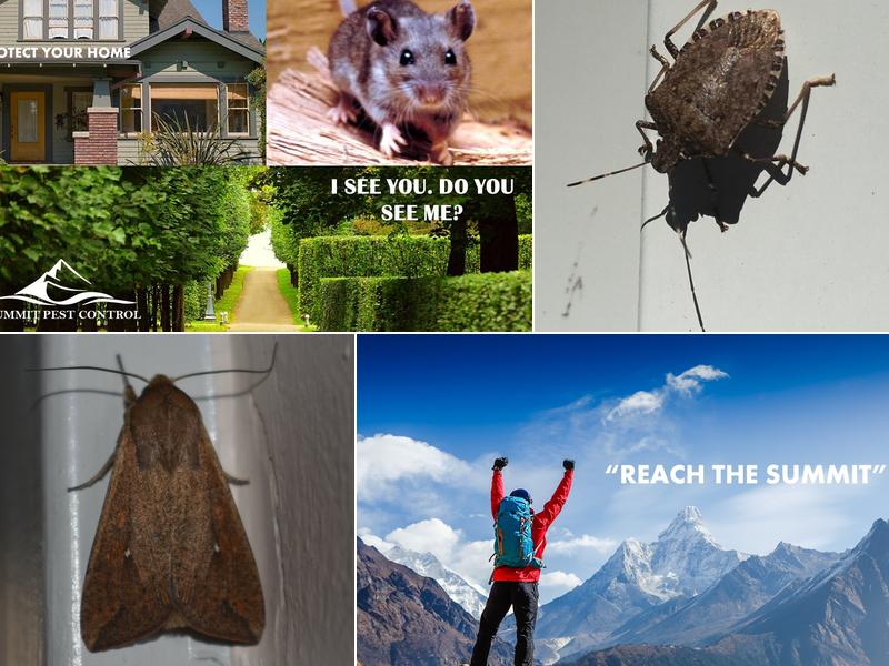 Summit Pest Control Inc