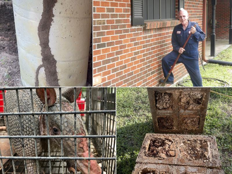 Acme All Pest Exterminators