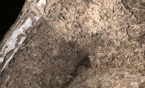 Action Termite and Pest Control LLC 1601 S Byrd Ave, Shepherd Texas 77371