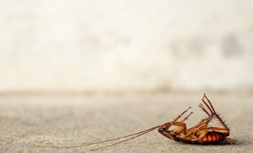 Stampede Pest Control 16522 House Hahl Rd, Cypress Texas 77433