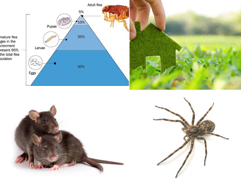 Green Defense Pest Control