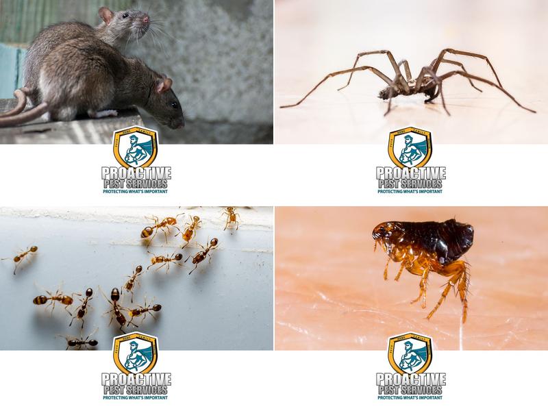 Proactive Pest Services