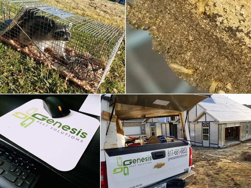 Genesis Pest Solutions