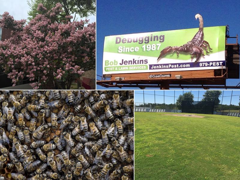 Barefoot Mosquito & Pest Control