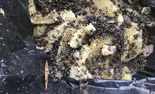 Pest Control Pro, LLC 3607 N Ware Rd SUITE 11, McAllen Texas 78501