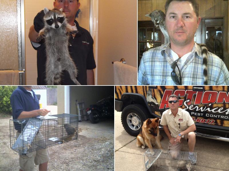 Action Services WildLife & Pest Control