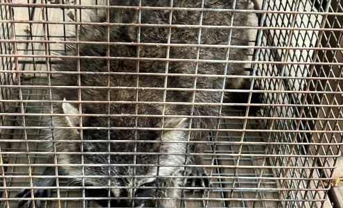 Gary's Termite & Pest Control 1933 FM115, 1933 Farm Rd 115, Mt Vernon Texas 75457