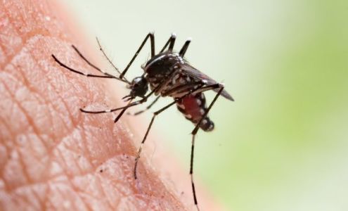 Lady Bug Termite and Pest Services 10440 Coulter St S, Amarillo Texas 79119