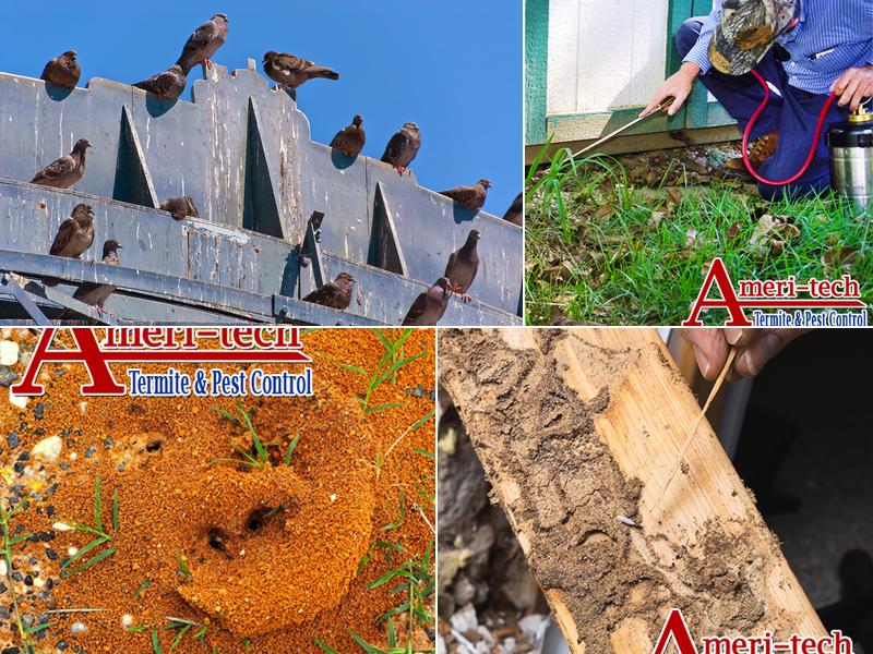 Ameri-Tech Termite & Pest Control, Inc.