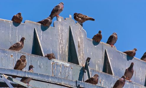 Ameri-Tech Termite & Pest Control, Inc.