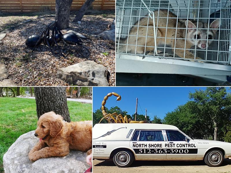 North Shore Pest Control