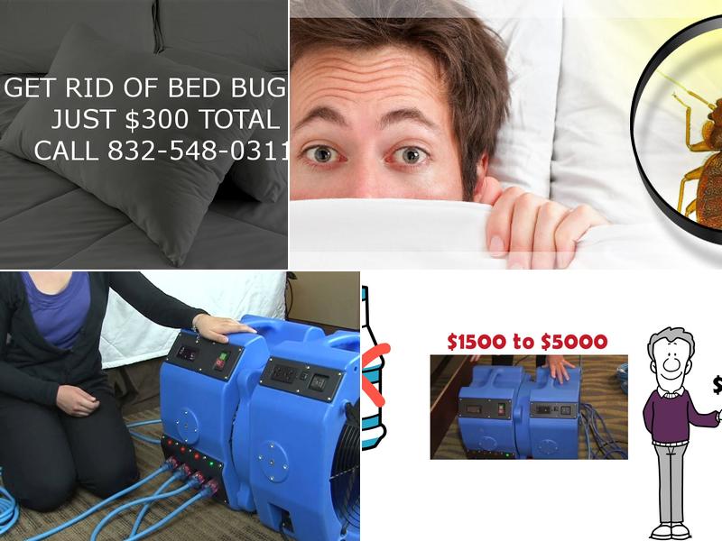Kill Bed Bugs Houston