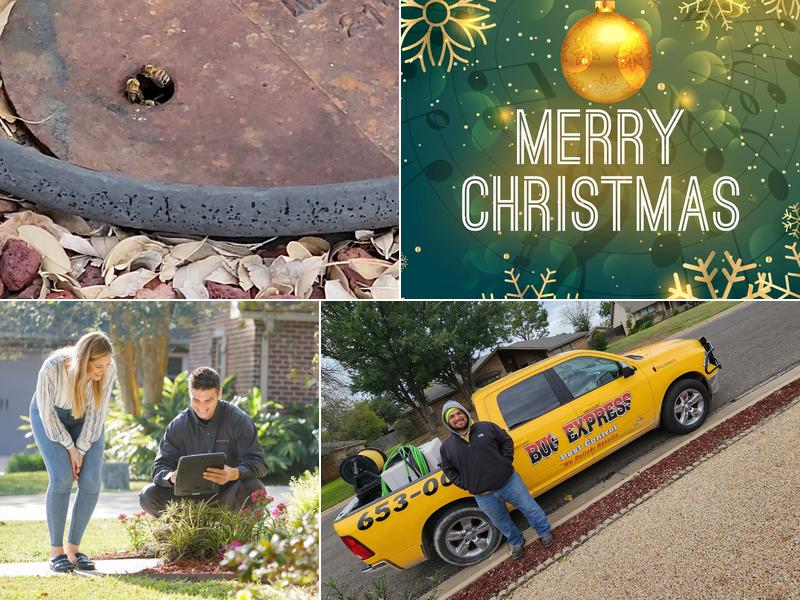 Bug Express Pest Control