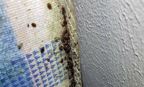 TBM Pest Control Specialists 5750 Rufe Snow Dr suite 134, North Richland Hills Texas 76180