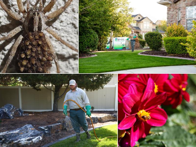 Stewart's Lawn Care and Pest Control