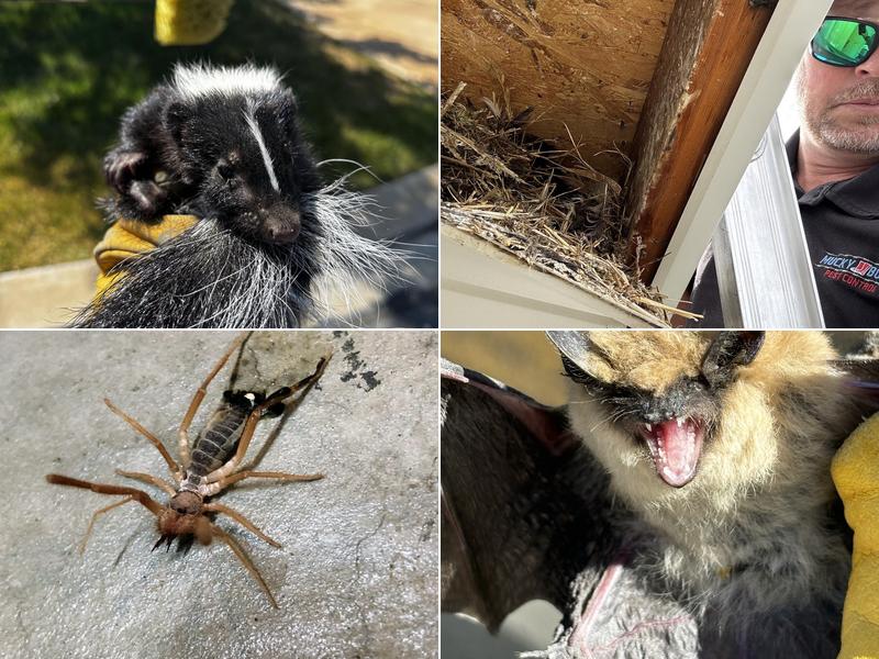 Mucky Boot Pest Control