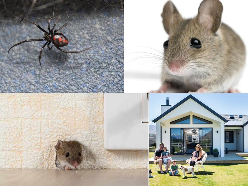 Big Toms Pest Control