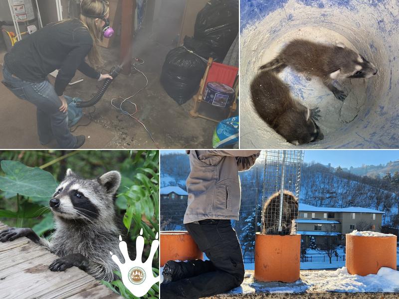 Animal Removal and Prevention Inc.