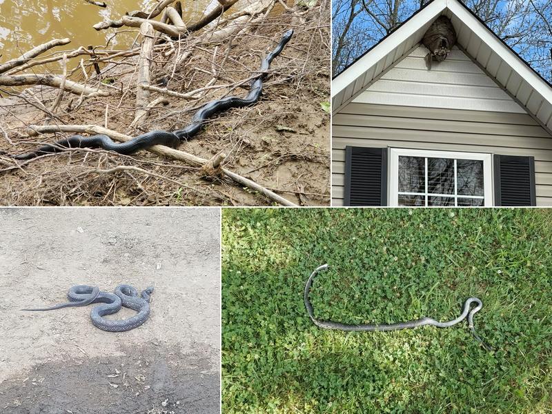 In Home Pest Control