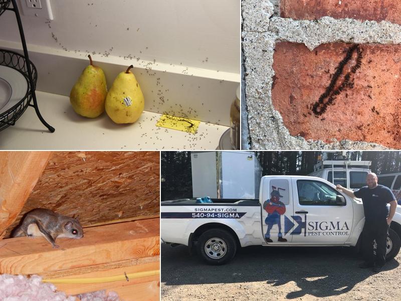 Sigma Pest Control LLC