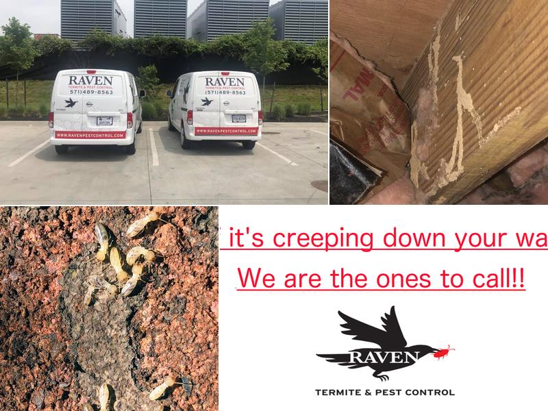 Raven Termite and Pest Control