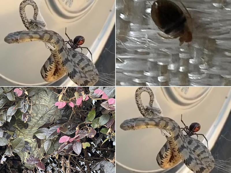 Advanced Pest Technology