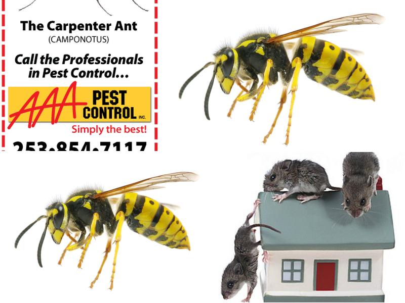 AAA Pest Control