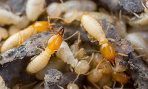 Independent Pest Solutions 14611 Meridian Ave E Ste B, Puyallup Washington 98374