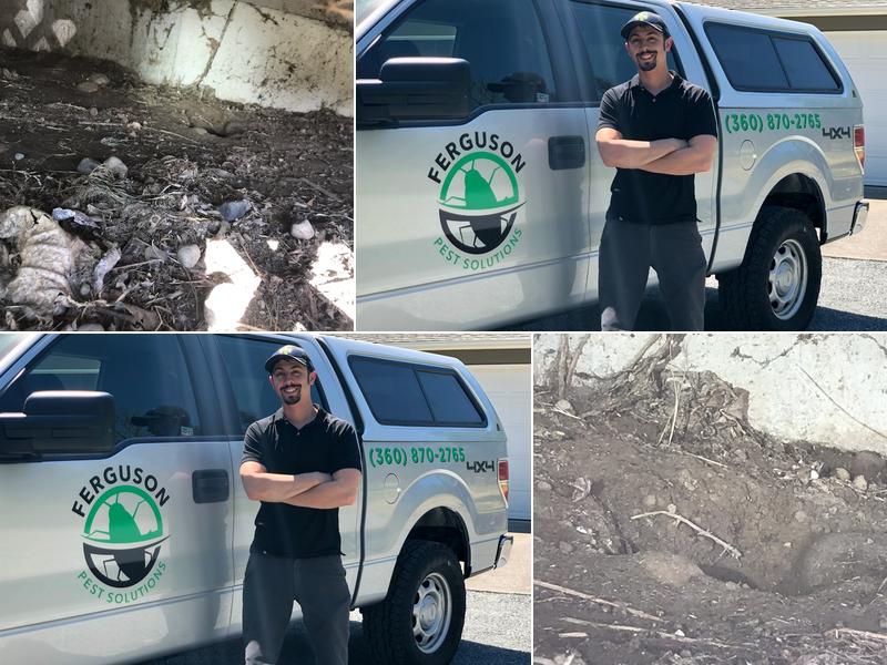 Ferguson Pest Solutions