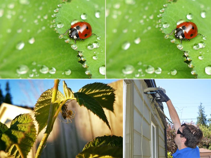 Surefire Pest Solutions