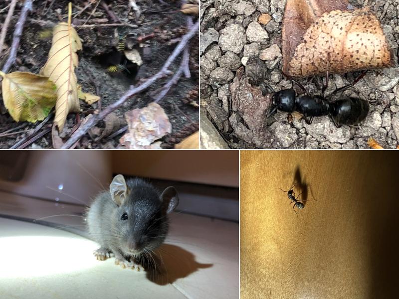 Bayview Pest Control