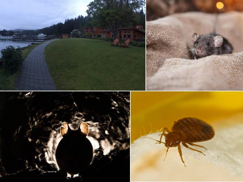 San Juan Pest Control