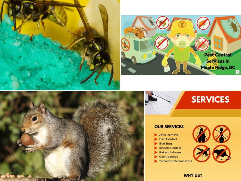 Top Line Pest Control