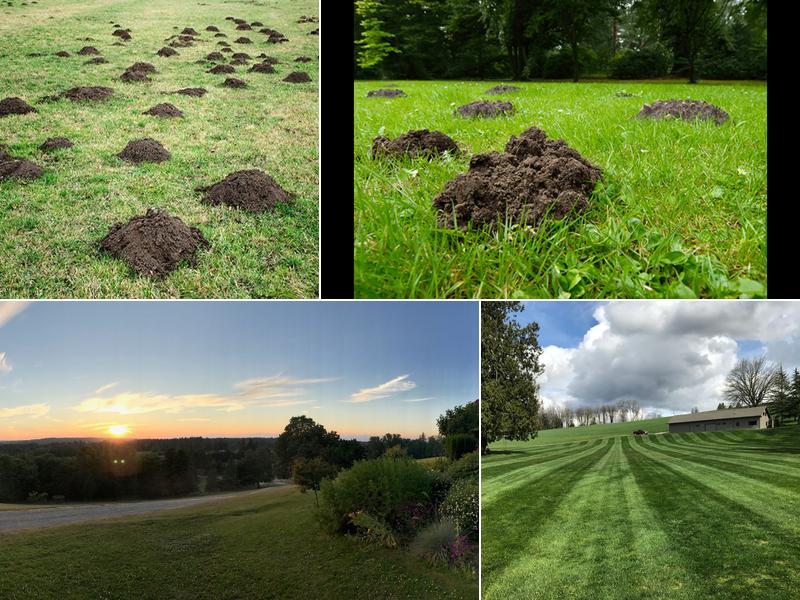 Odonata Mole Control