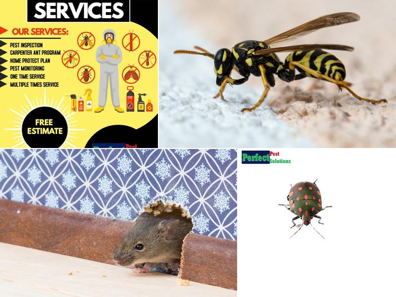 Perfect Pest Solutions