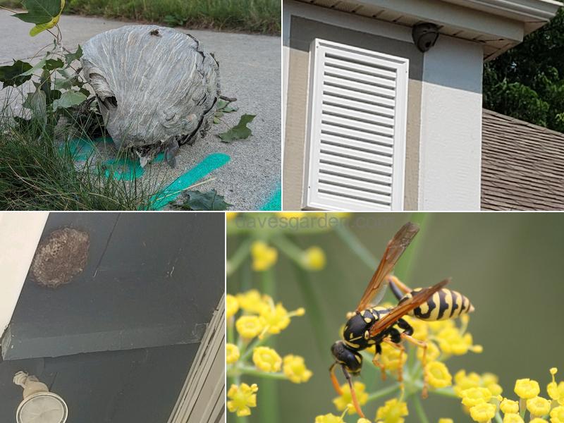 Bee Man of Wisconsin