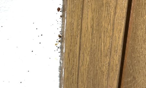 Nexus Pest Solutions