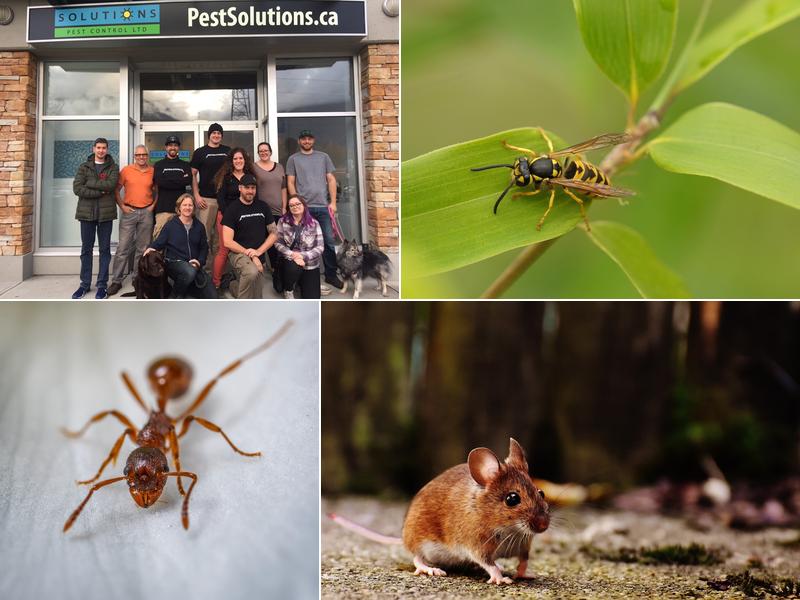 Solutions Pest Control Ltd.