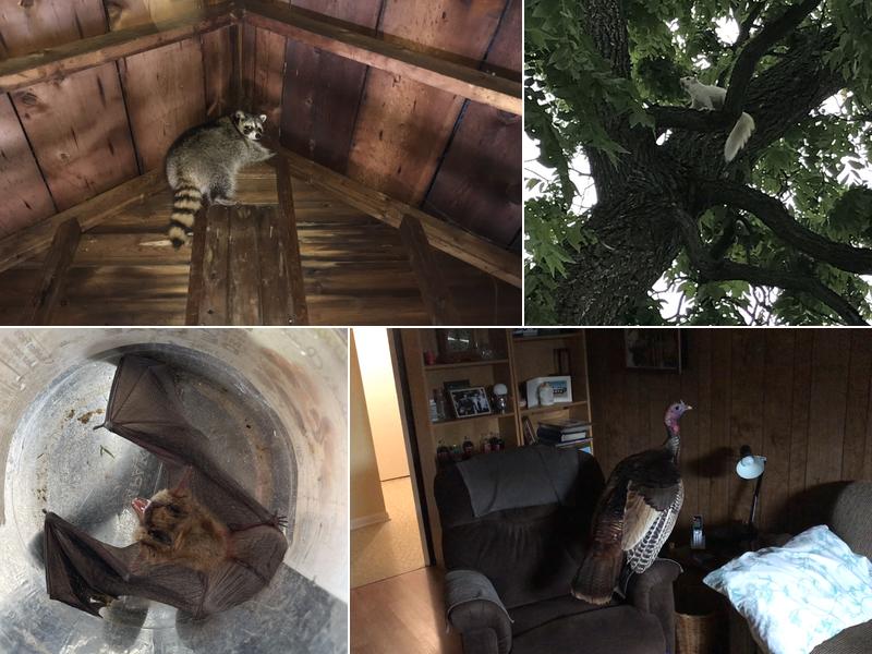 Wild Things Wildlife Control