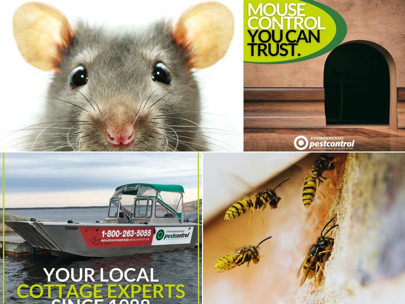 Environmental Pest Control