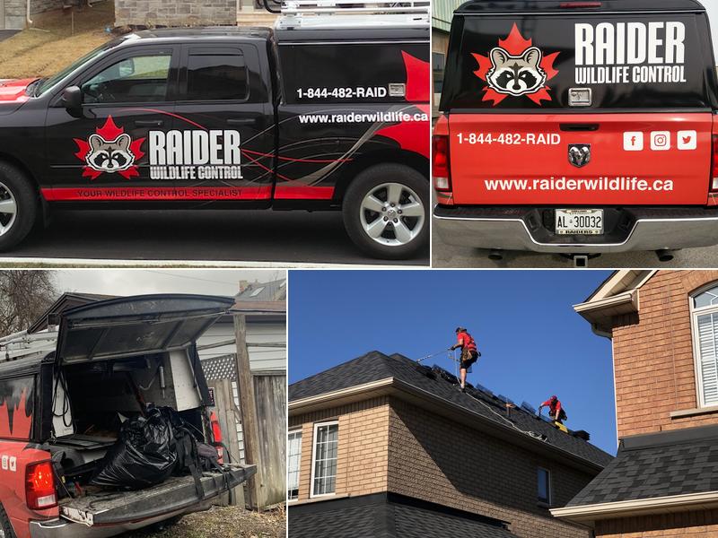 Raider Wildlife Control