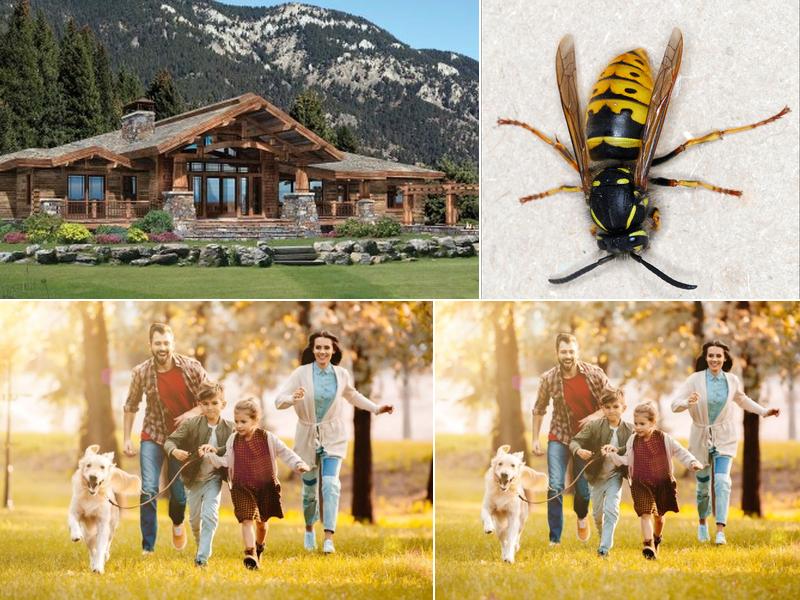 EXTERMINATION PESTE- DETECTIVE. 24/h