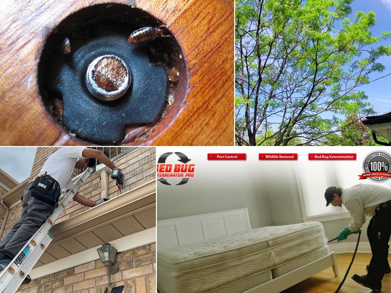 Bed Bug Exterminator Pro