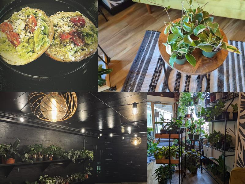 Ivy Terra Plant Cafe