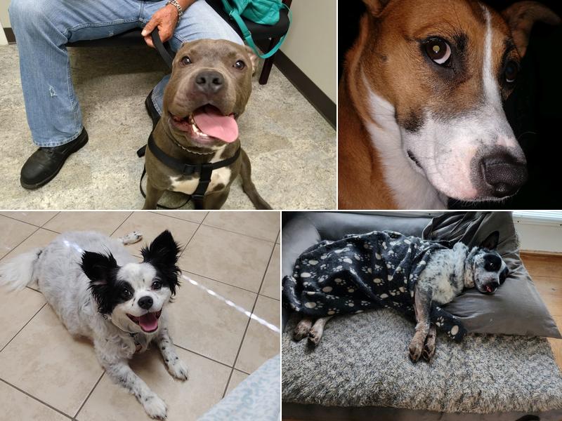 Carolina Veterinary Specialists