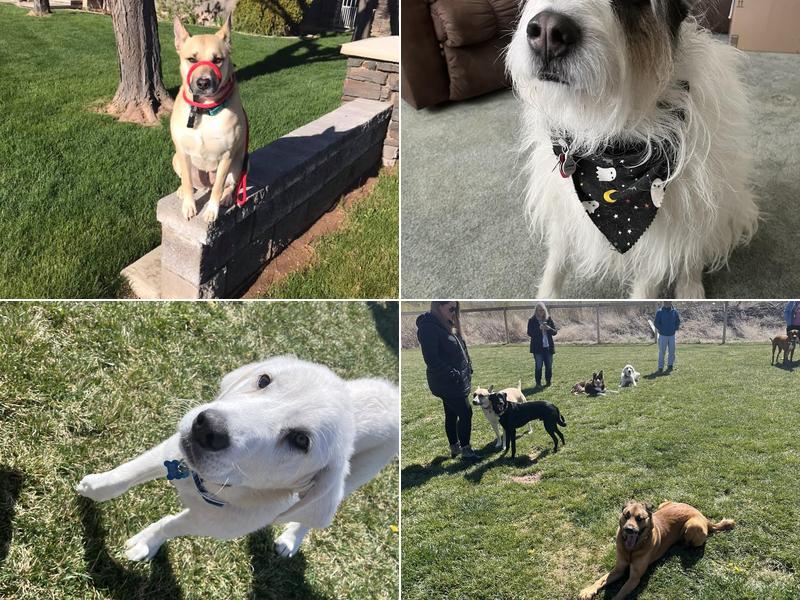 El's Pet Sitting & Dog Training