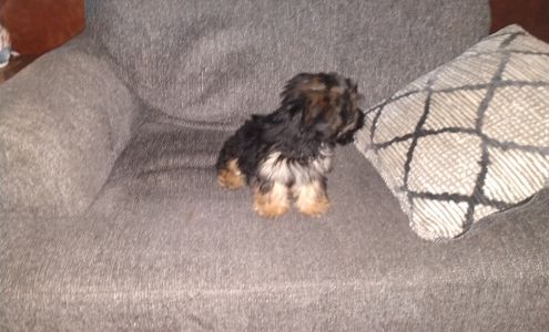 Dixie Darlin Dogs Baileyton